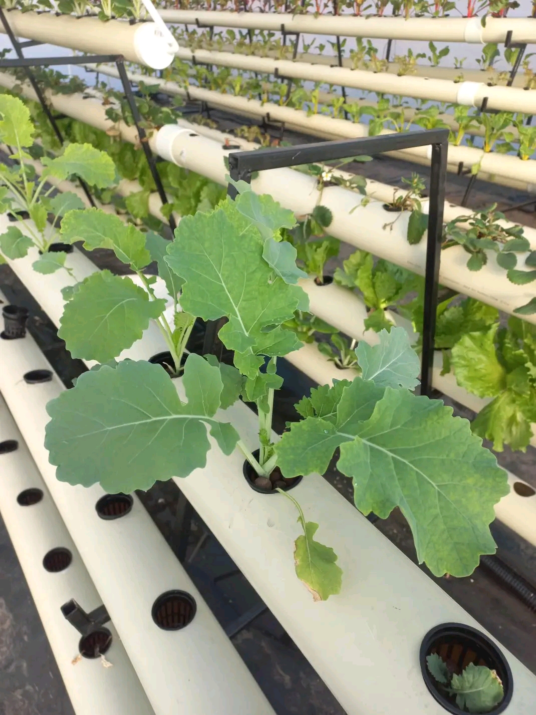 Farming Solutions