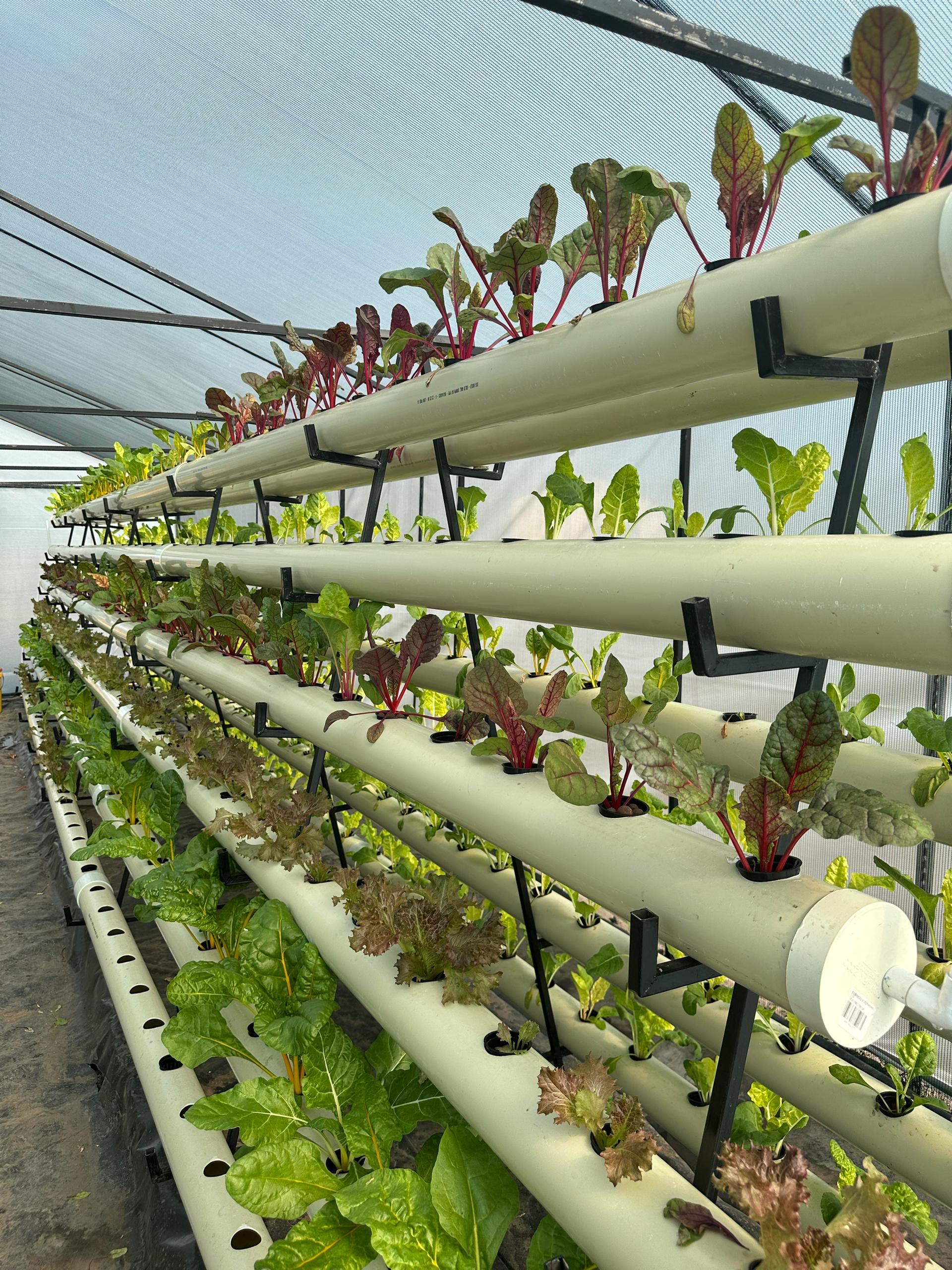 Modern agriculture field with technology